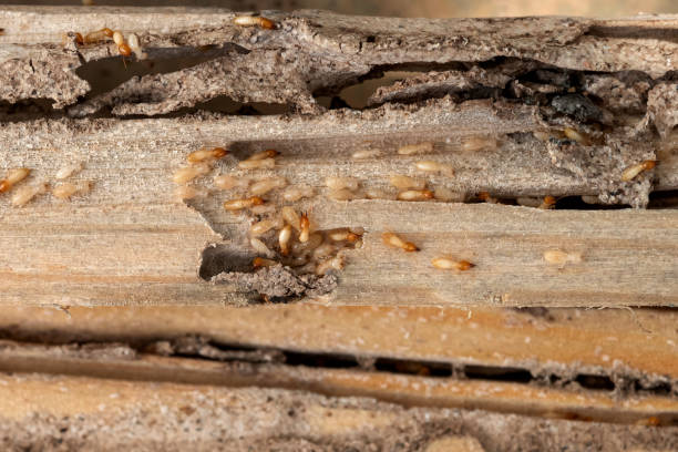 Best Termite Control Services  in Astatula, FL